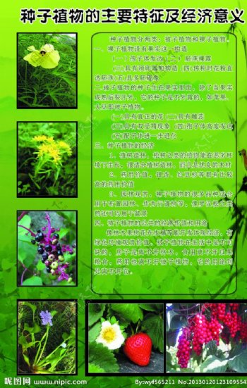 生物科学植物展板图片
