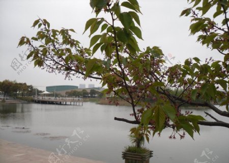 新江湾城公园湖图片