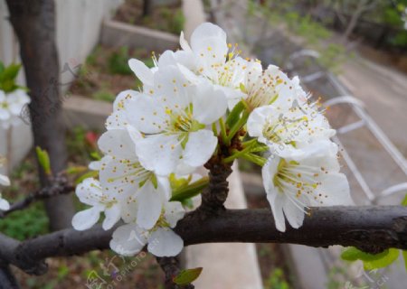 梨花图片