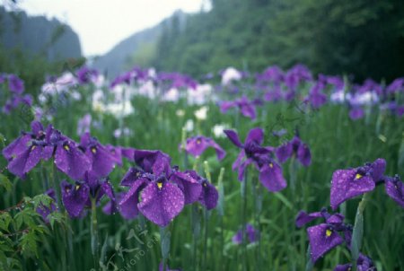 鸢尾花图片