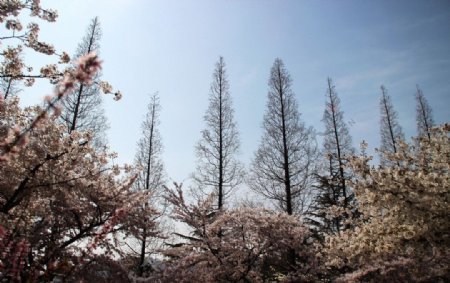 春日公园图片