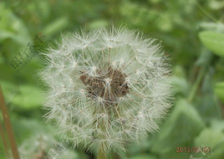 欲飞的蒲公英图片