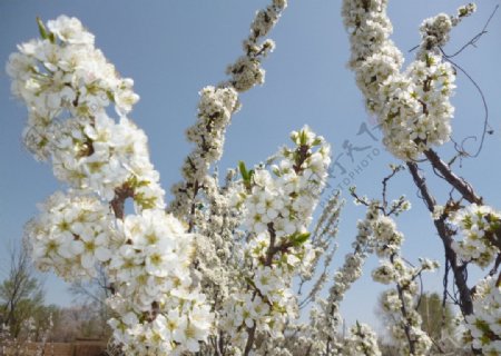 杏花杏树的花含苞图片