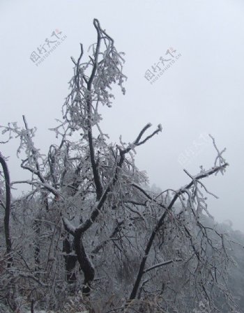 树的冰凌图片