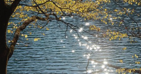 树湖光与影图片