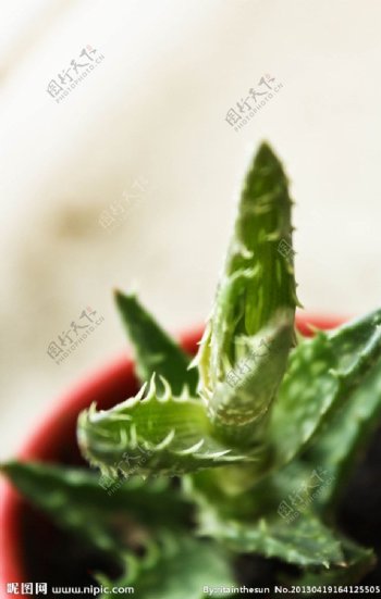 绿色仙人掌盆栽图片