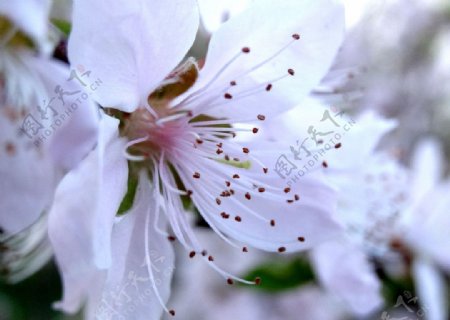 春暖桃花开图片