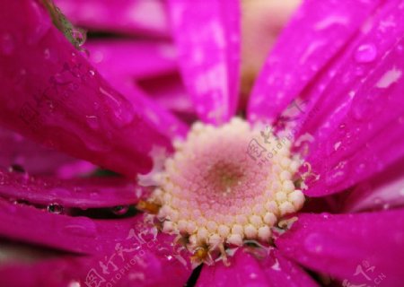 雨后花朵图片