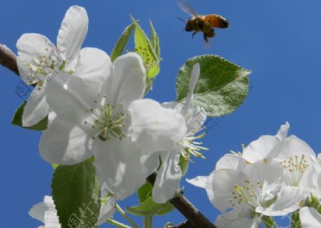 花儿蜜蜂图片