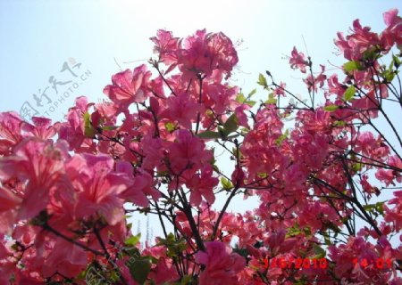 上海世纪公园花卉图片