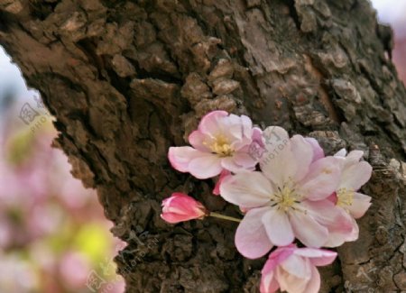 树干上的桃花图片