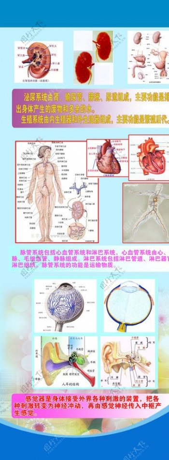 医院易拉宝海报图片