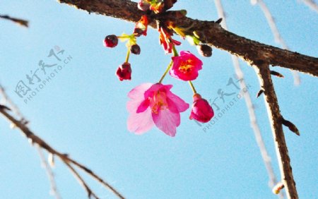 木兰花枝桠图片