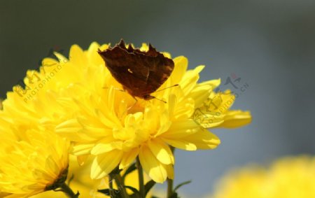 菊花与蝴蝶图片