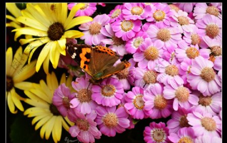 蝴蝶花语图片