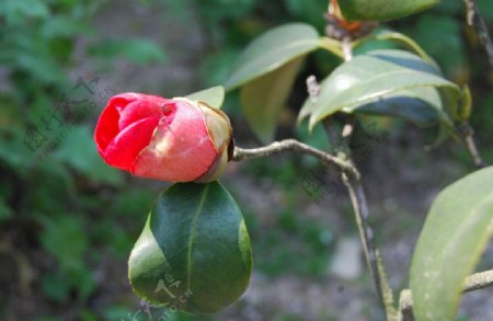 山茶花图片