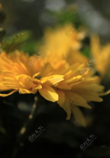 绽放的菊花图片