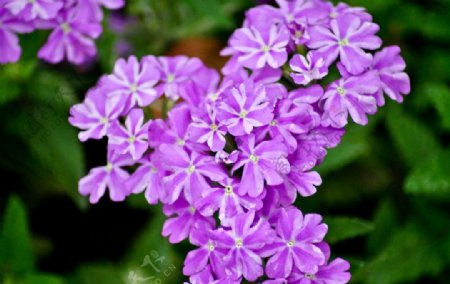 一簇紫色花儿图片