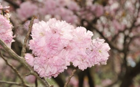 樱花团簇图片
