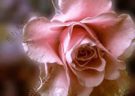 粉红玫瑰花图片