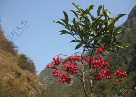 红色植物图片