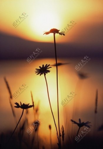 夕阳花朵图片