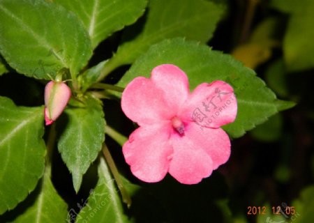 六瓣粉色小花图片