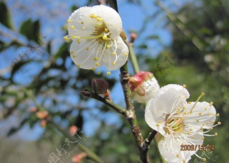枝头梨花图片