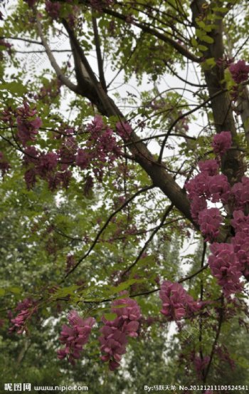紫槐树图片