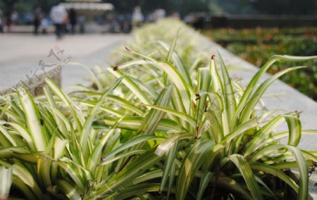 生长花卉的花坛图片