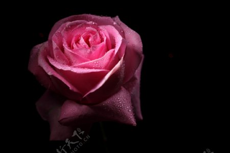 玫瑰水珠水滴图片