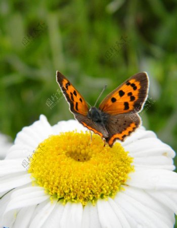 蝴蝶与花摄影特写图片