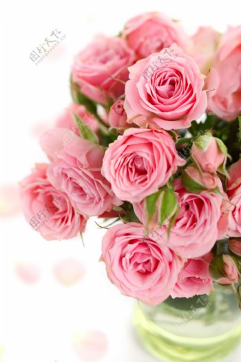 花瓶中的粉色玫瑰图片