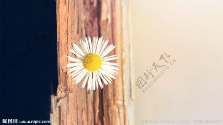 门边的小雏菊图片