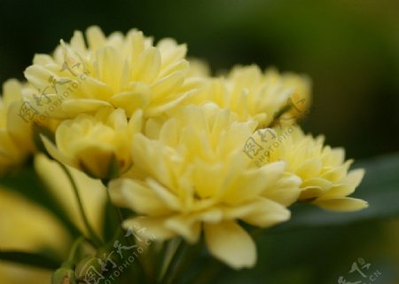 花朵黄花花卉图片