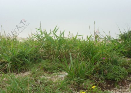 野花野草图片