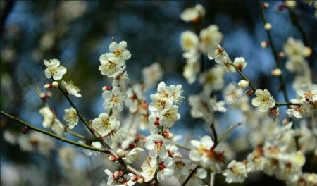 樱花图片