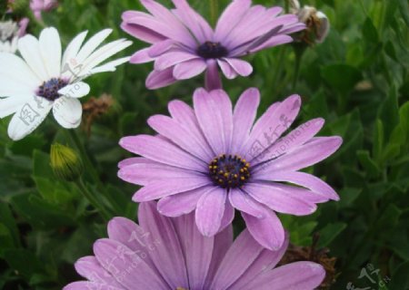 紫色白色花图片