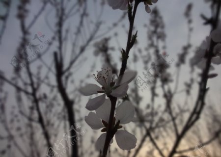 斜阳樱花图片