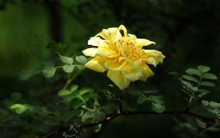黄刺玫花图片
