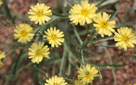 花卉摄影黄色小花图片