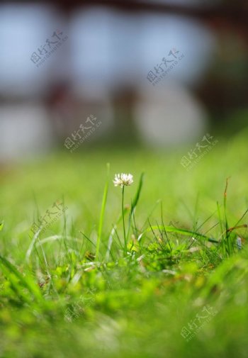 绿草地上的一朵小野花图片