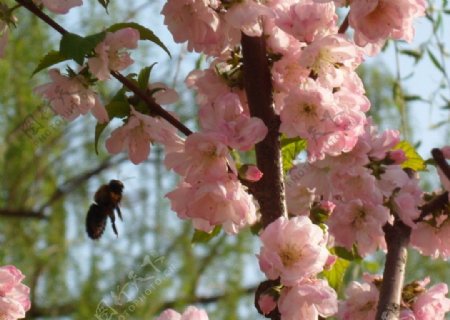 蜜蜂桃花采蜜图片