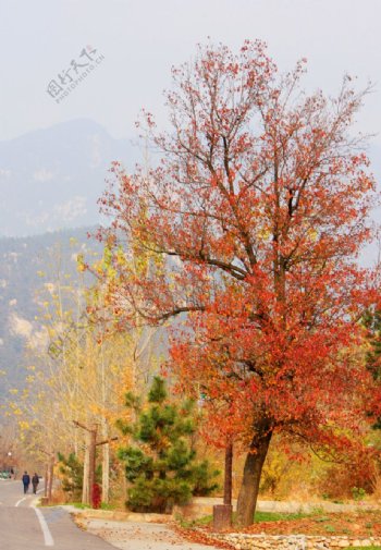 秋天枫树红叶图片