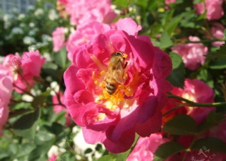 蔷薇花开蜜蜂来了图片