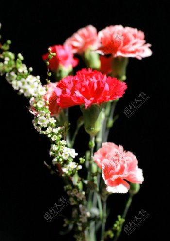 康乃馨的花束图片