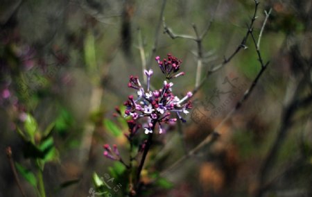 丁香花图片