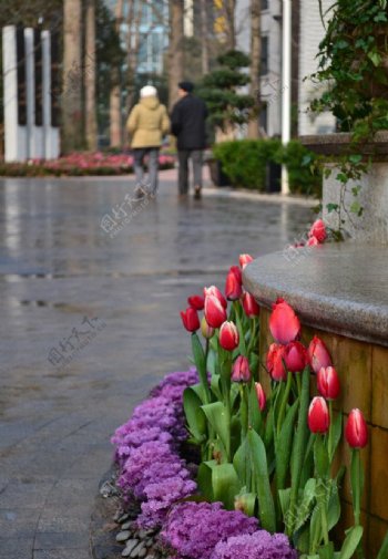 喷泉旁的红色郁金香图片
