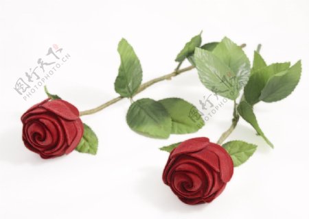 两支红玫瑰图片