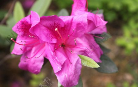 紫鹃花图片